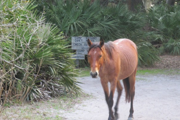 Horse in your campground, ma'am? Why sure.